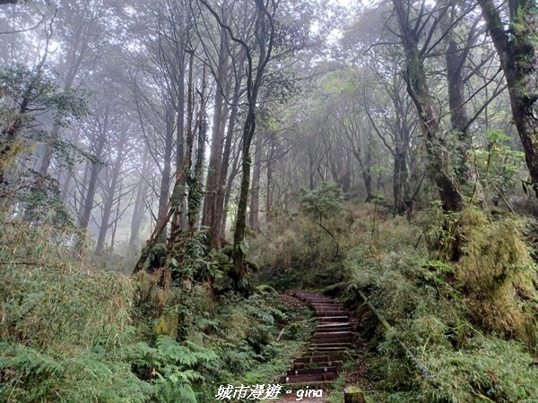 【嘉義阿里山鄉】 在雲霧中汲取滿滿的芬多精。 小百岳集起來。