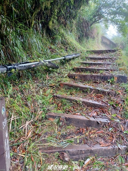 【嘉義阿里山鄉】 在雲霧中汲取滿滿的芬多精。 小百岳集起來。