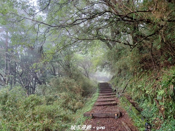 【嘉義阿里山鄉】 在雲霧中汲取滿滿的芬多精。 小百岳集起來。