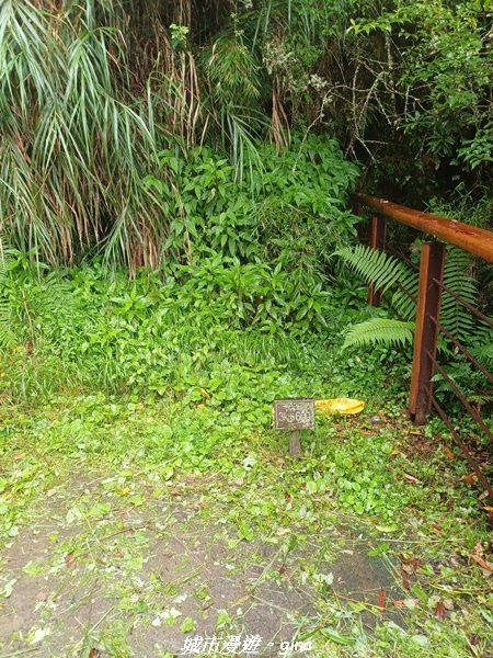 【嘉義阿里山鄉】 在雲霧中汲取滿滿的芬多精。 小百岳集起來。