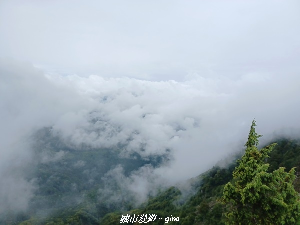 【嘉義阿里山鄉】 在雲霧中汲取滿滿的芬多精。 小百岳集起來。