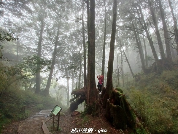 【嘉義阿里山鄉】 在雲霧中汲取滿滿的芬多精。 小百岳集起來。