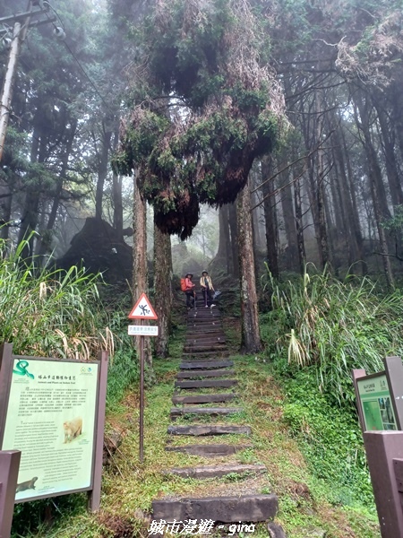 【嘉義阿里山鄉】 在雲霧中汲取滿滿的芬多精。 小百岳集起來。