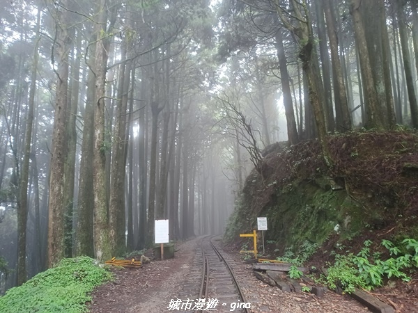 【嘉義阿里山鄉】 在雲霧中汲取滿滿的芬多精。 小百岳集起來。