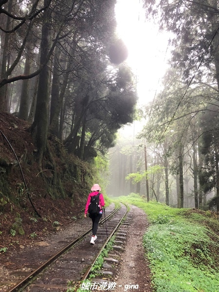 【嘉義阿里山鄉】 在雲霧中汲取滿滿的芬多精。 小百岳集起來。