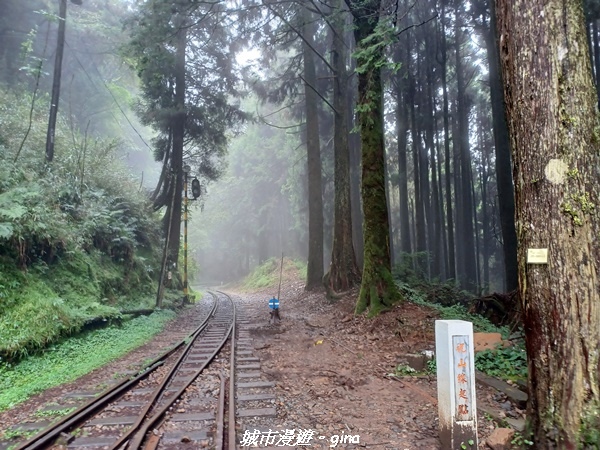 【嘉義阿里山鄉】 在雲霧中汲取滿滿的芬多精。 小百岳集起來。