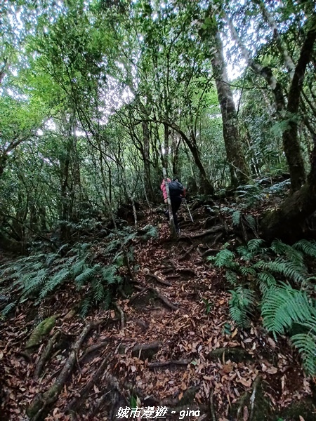 【花蓮秀林】迷霧森林。 小百岳集起來。No86小百岳卡拉寶山