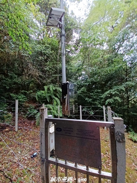 【花蓮秀林】迷霧森林。 小百岳集起來。No86小百岳卡拉寶山