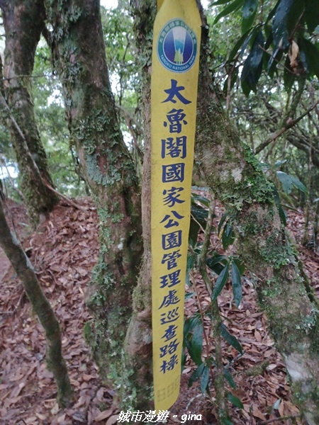 【花蓮秀林】迷霧森林。 小百岳集起來。No86小百岳卡拉寶山