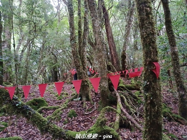 【花蓮秀林】迷霧森林。 小百岳集起來。No86小百岳卡拉寶山