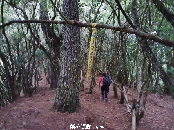 【花蓮秀林】迷霧森林。 小百岳集起來。No86小百岳卡拉寶山