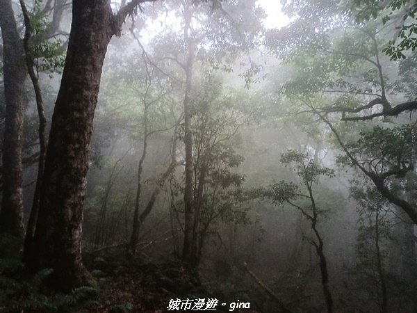 【花蓮秀林】迷霧森林。 小百岳集起來。No86小百岳卡拉寶山