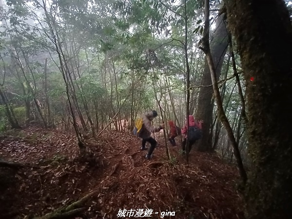 【花蓮秀林】迷霧森林。 小百岳集起來。No86小百岳卡拉寶山