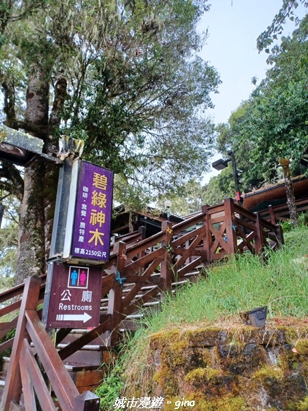 【花蓮秀林】迷霧森林。 小百岳集起來。No86小百岳卡拉寶山