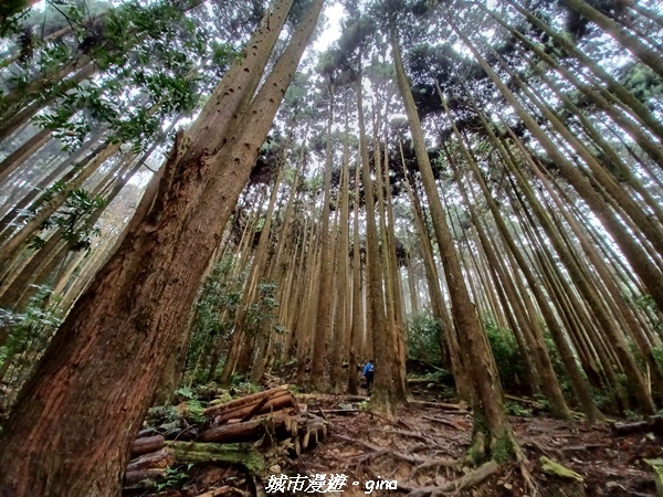 【苗栗南庄】裊裊雲霧台版富士山。 No34小百岳~加里山。 