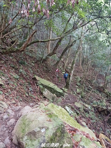 【苗栗南庄】裊裊雲霧台版富士山。 No34小百岳~加里山。 