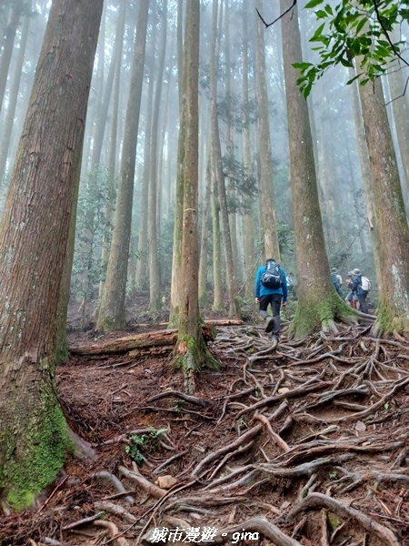 【苗栗南庄】裊裊雲霧台版富士山。 No34小百岳~加里山。 