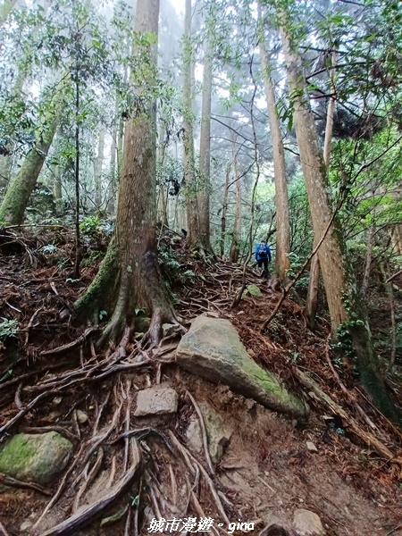 【苗栗南庄】裊裊雲霧台版富士山。 No34小百岳~加里山。 