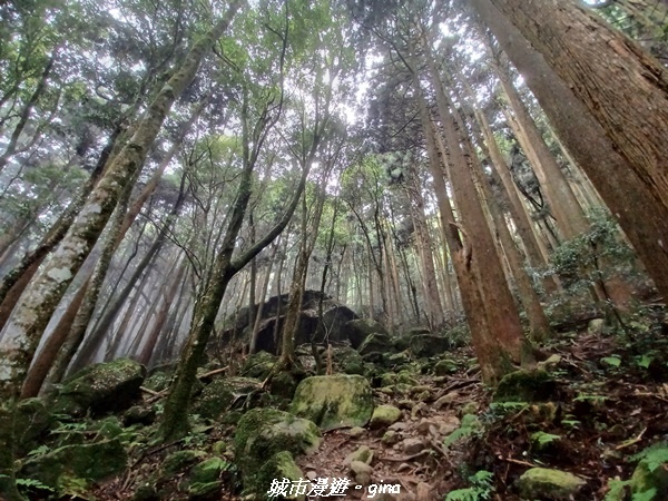 【苗栗南庄】裊裊雲霧台版富士山。 No34小百岳~加里山。 