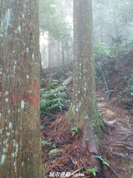 【苗栗南庄】裊裊雲霧台版富士山。 No34小百岳~加里山。 