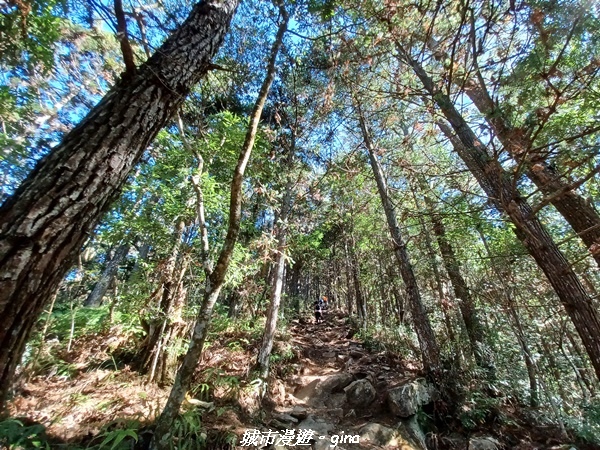 【台中和平】谷關七雄，慢旅台中登山活動認證。  針葉林道踩踏