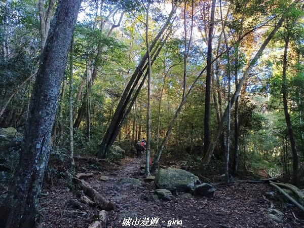 【台中和平】谷關七雄，慢旅台中登山活動認證。  針葉林道踩踏