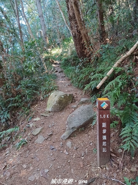 【台中和平】谷關七雄，慢旅台中登山活動認證。  針葉林道踩踏