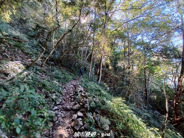 【台中和平】谷關七雄，慢旅台中登山活動認證。  針葉林道踩踏