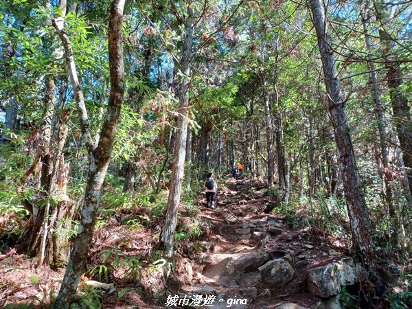 【台中和平】谷關七雄，慢旅台中登山活動認證。  針葉林道踩踏