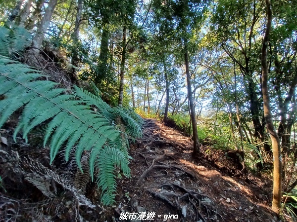 【台中和平】谷關七雄，慢旅台中登山活動認證。  針葉林道踩踏