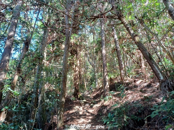 【台中和平】谷關七雄，慢旅台中登山活動認證。  針葉林道踩踏