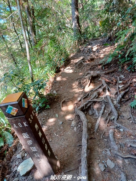 【台中和平】谷關七雄，慢旅台中登山活動認證。  針葉林道踩踏