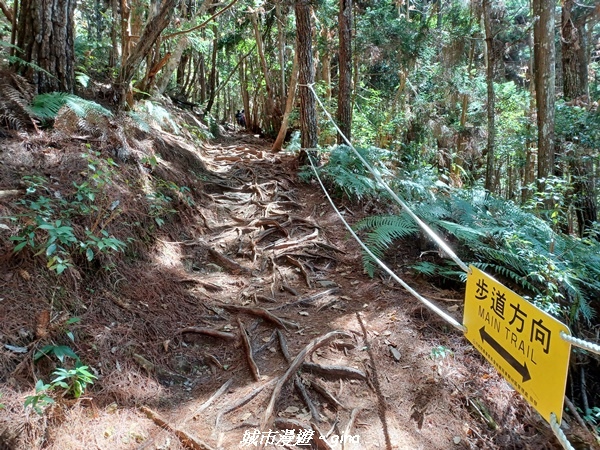 【台中和平】谷關七雄，慢旅台中登山活動認證。  針葉林道踩踏