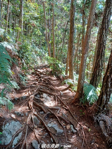 【台中和平】谷關七雄，慢旅台中登山活動認證。  針葉林道踩踏