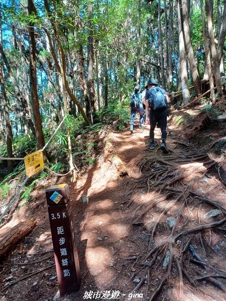 【台中和平】谷關七雄，慢旅台中登山活動認證。  針葉林道踩踏