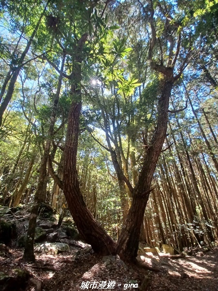 【台中和平】谷關七雄，慢旅台中登山活動認證。  針葉林道踩踏