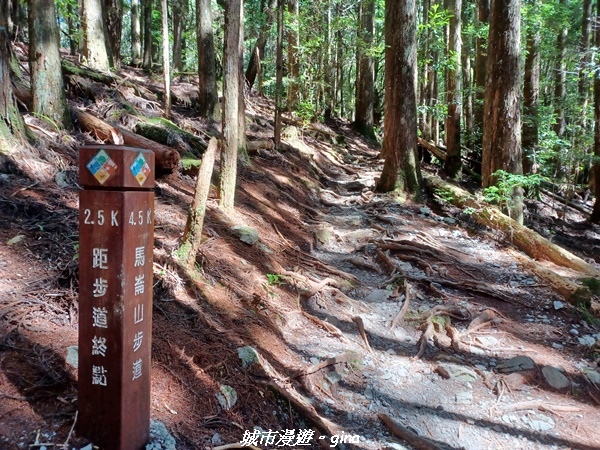 【台中和平】谷關七雄，慢旅台中登山活動認證。  針葉林道踩踏