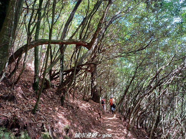 【台中和平】谷關七雄，慢旅台中登山活動認證。  針葉林道踩踏