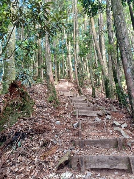 【台中和平】谷關七雄，慢旅台中登山活動認證。  針葉林道踩踏