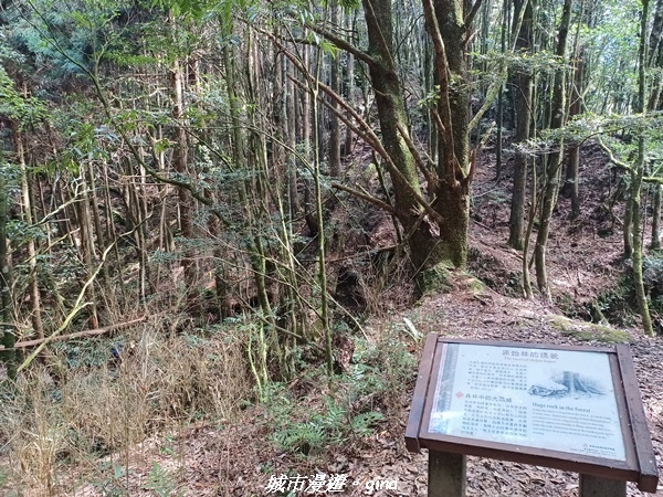 【台中和平】谷關七雄，慢旅台中登山活動認證。  針葉林道踩踏