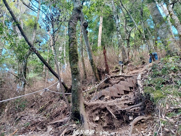 【台中和平】谷關七雄，慢旅台中登山活動認證。  針葉林道踩踏