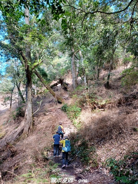 【台中和平】谷關七雄，慢旅台中登山活動認證。  針葉林道踩踏