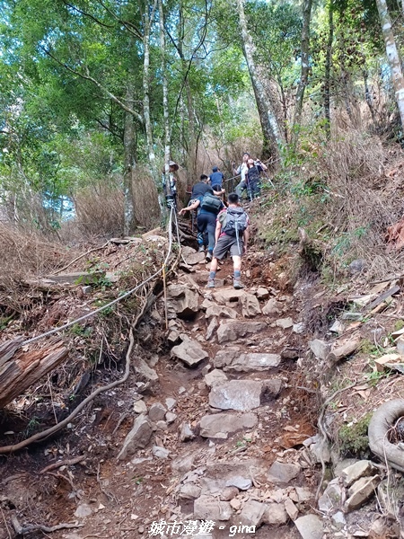 【台中和平】谷關七雄，慢旅台中登山活動認證。  針葉林道踩踏