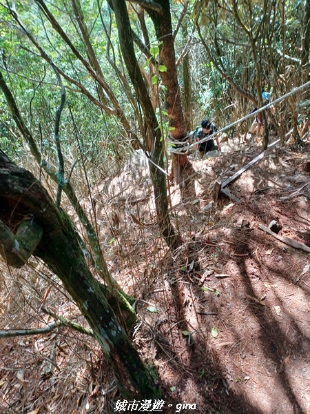 【台中和平】谷關七雄，慢旅台中登山活動認證。  針葉林道踩踏