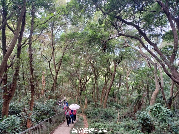 【彰化田中】蓊鬱森林有點陡。 田中森林登山步道