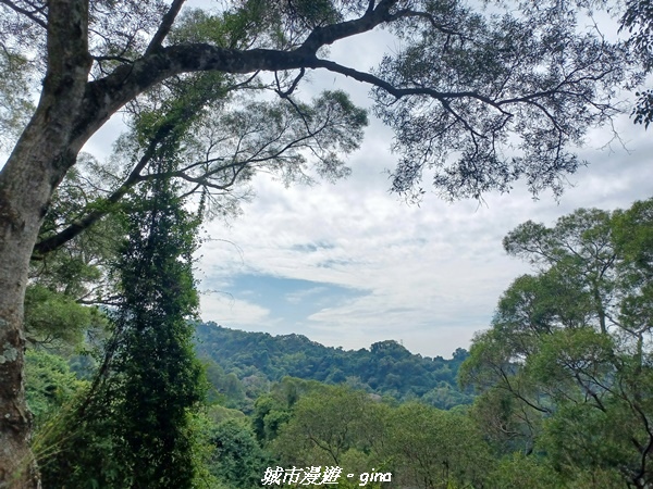 【彰化田中】蓊鬱森林有點陡。 田中森林登山步道