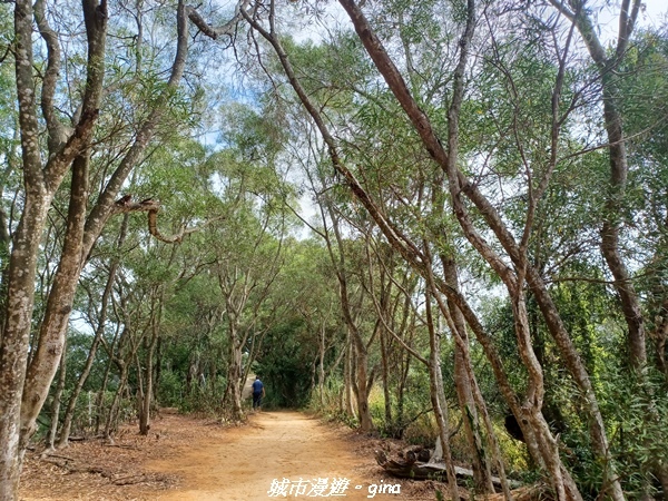 【彰化田中】蓊鬱森林有點陡。 田中森林登山步道