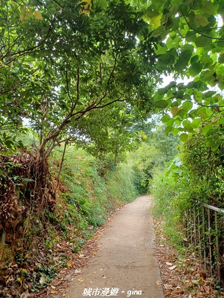 【彰化田中】蓊鬱森林有點陡。 田中森林登山步道