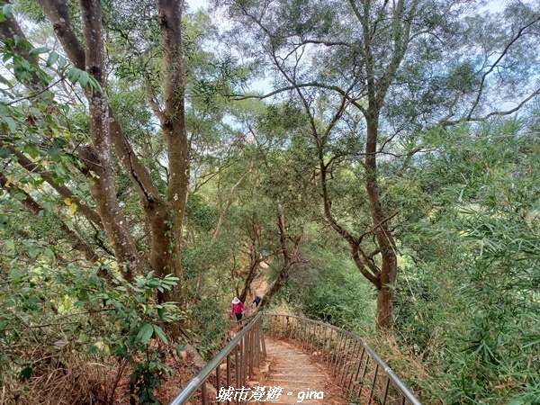 【彰化田中】蓊鬱森林有點陡。 田中森林登山步道