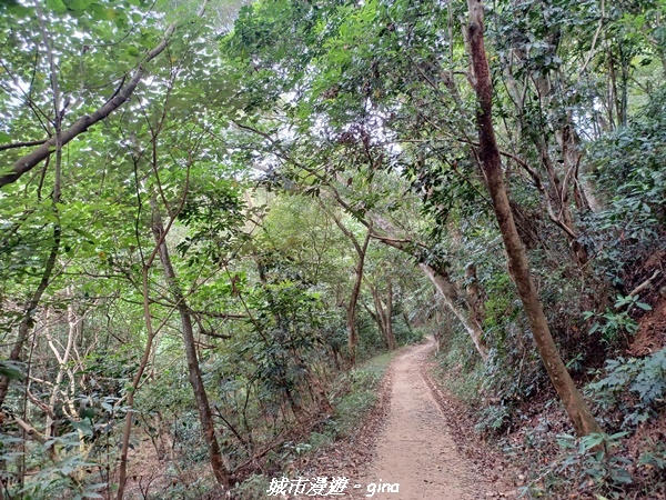 【彰化田中】蓊鬱森林有點陡。 田中森林登山步道